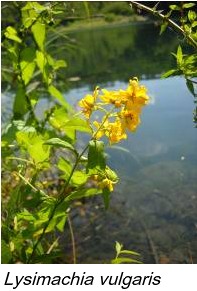 Lysimachia vulgaris